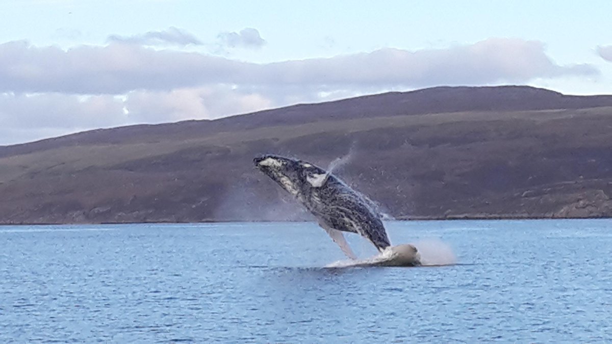 на баренцево море есть киты. кольский полуостров териберка киты. териберка киты. касатки в баренцевом море. киты в териберке.