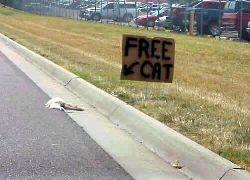 nogueirasihs's tweet photo. @gaburungyimihs is an abomination for doing this to my cat. #ilove100s #GabeofThrones #stopkillingallmypetsyoumonster http://t.co/D3wroIedhS