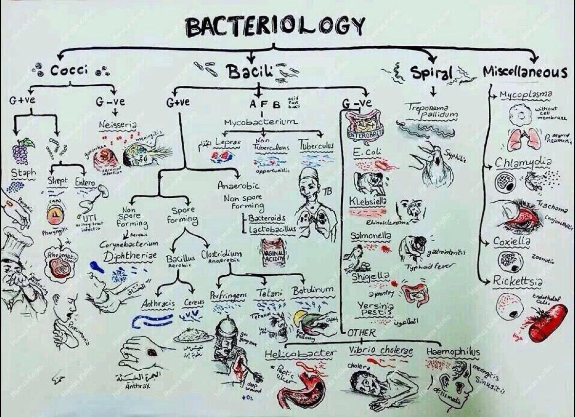 Classification Of Bacteria Chart