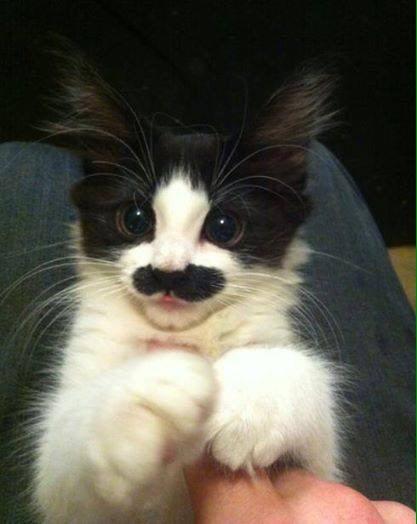 Taidum's tweet photo. Happy Movember to my fellow "Stache Lovers" http://t.co/7V7yUnYbcq
