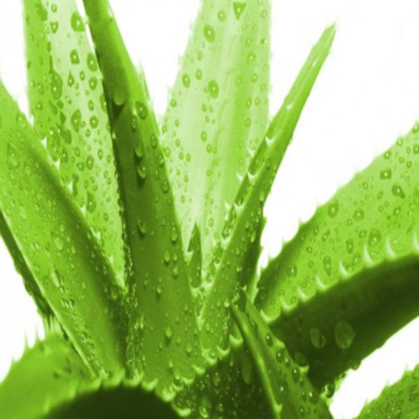 TimMannatech's tweet image. Of 200 sugars that naturally occur in nature our cells use 8 of those to create cellular words bit.ly/1mteLtp