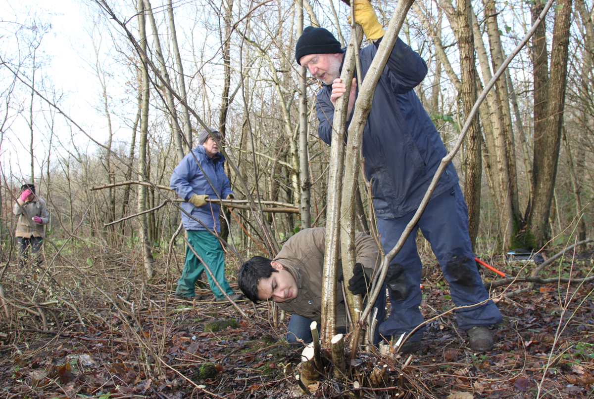 bbcnia's tweet photo. Work on our wonderful woodland at #Milking Bank began today. Join us at our other sessions. http://t.co/9aAjU6ZyMt http://t.co/Ivt0sQhqFl