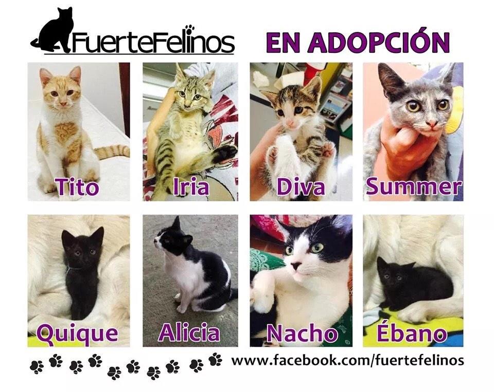 FuerteFelinos's tweet photo. http://t.co/k3RMzG6VQs