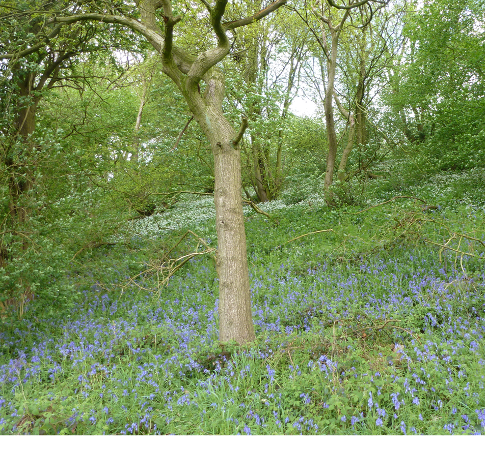 bbcnia's tweet photo. Work resumes tomorrow at our wonderful woodland at Massey's Bank.  Come along and join us. http://t.co/DYcrAPRg2w http://t.co/zNQRy2CrGk
