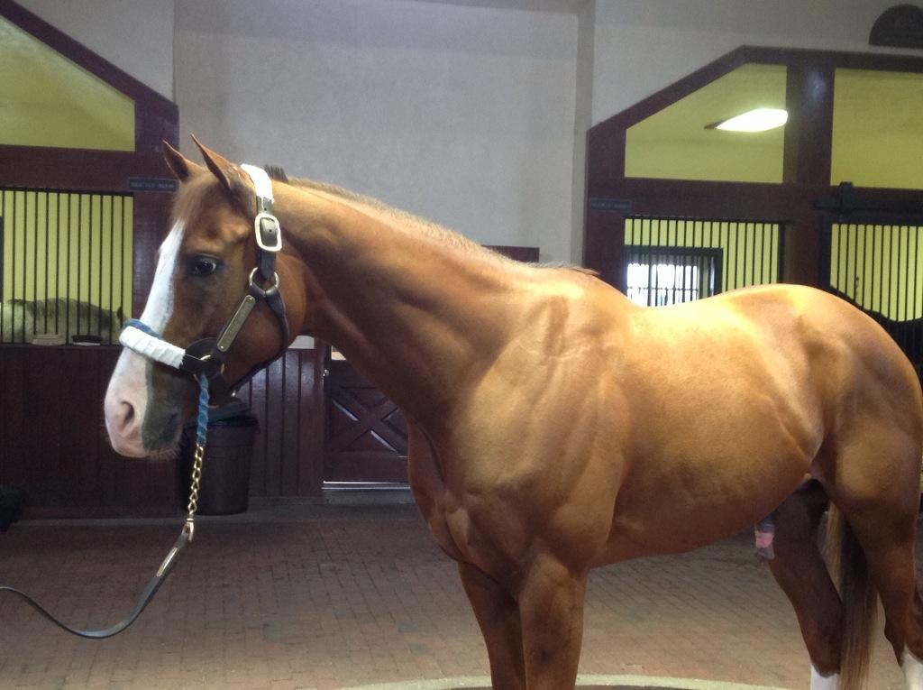 A perfect morning with my favorite chestnut boyfriend. #WillTakeCharge #Champ
