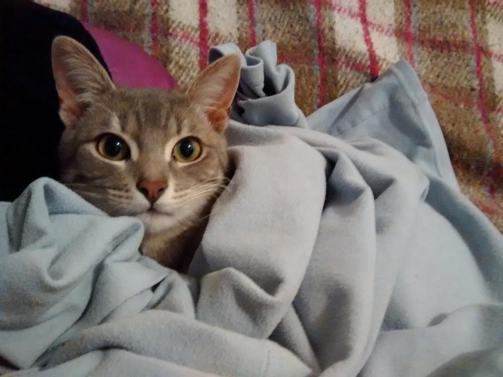 GMerysun's tweet image. Mi compañía de todos los días, me hace feliz ...