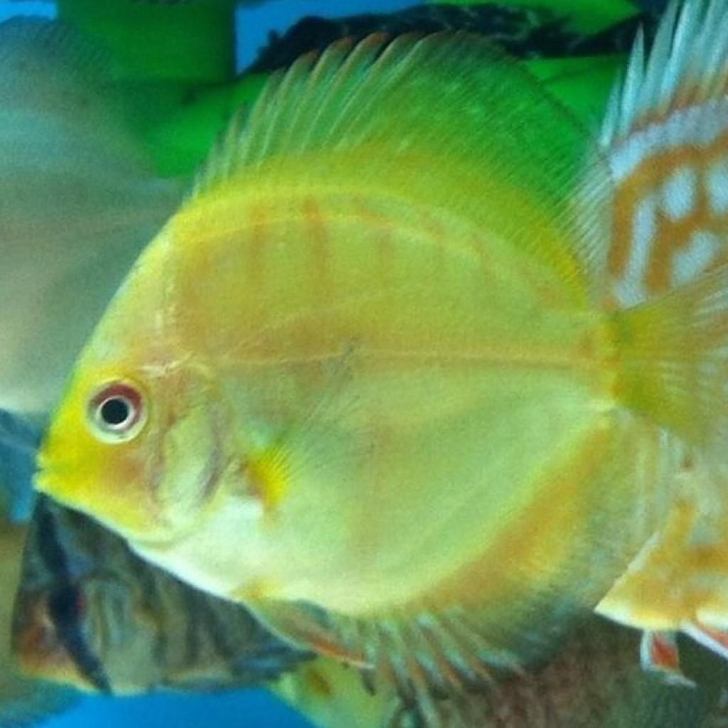 MA_DiscusFish tweet picture