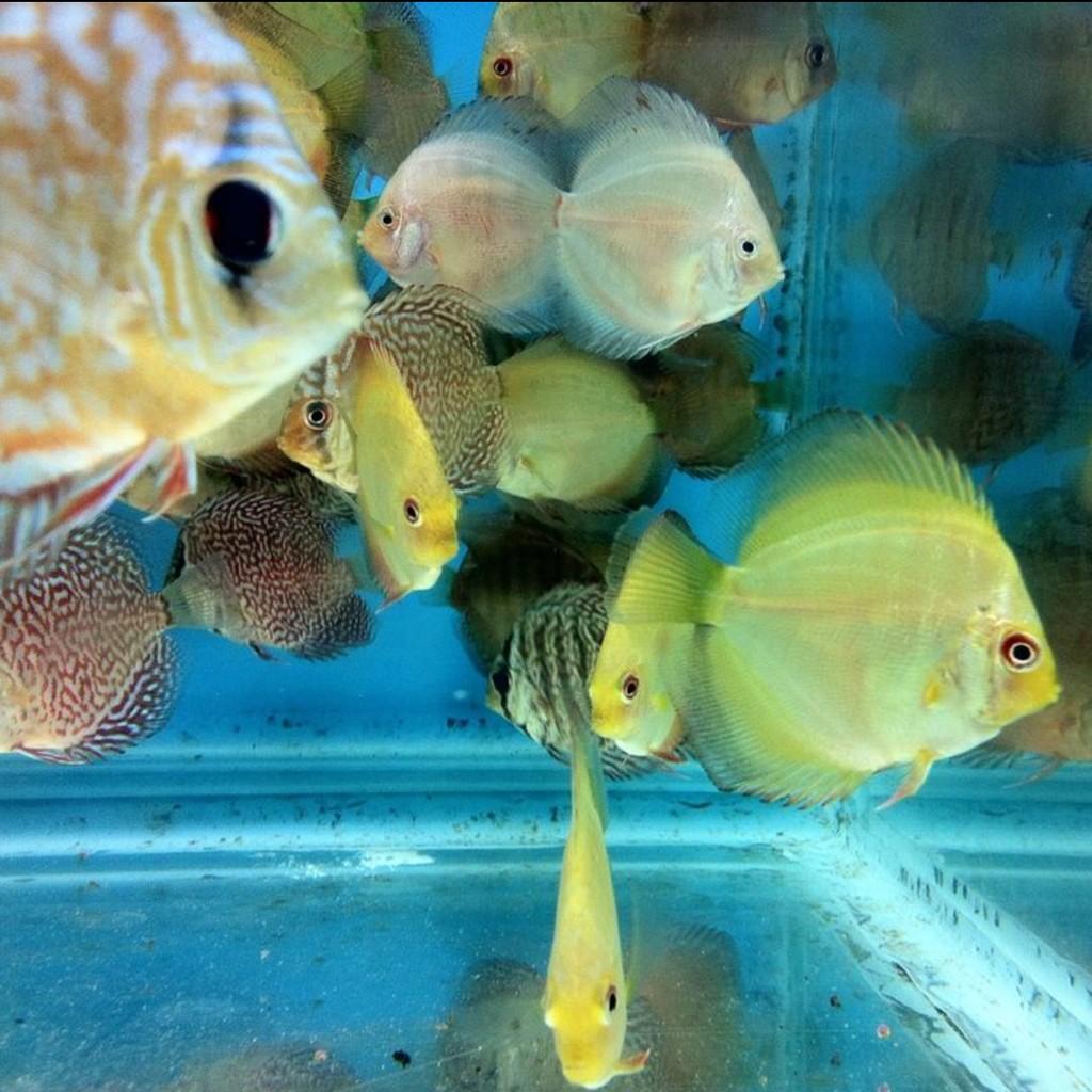 MA_DiscusFish tweet picture