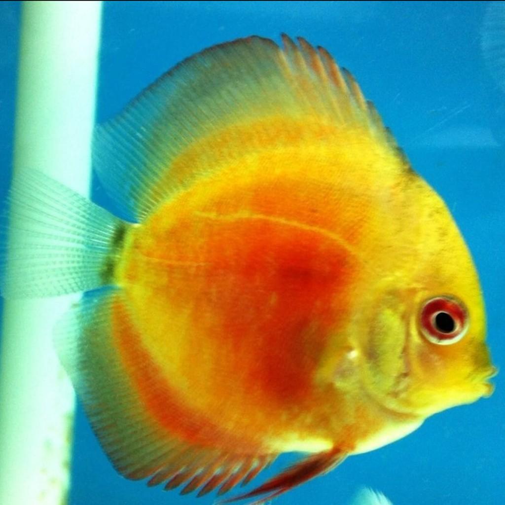 MA_DiscusFish tweet picture