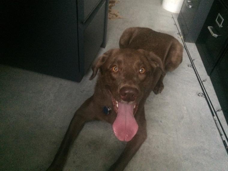 BHSAgDept's tweet image. Class visitor today! #EndofClass #Mya