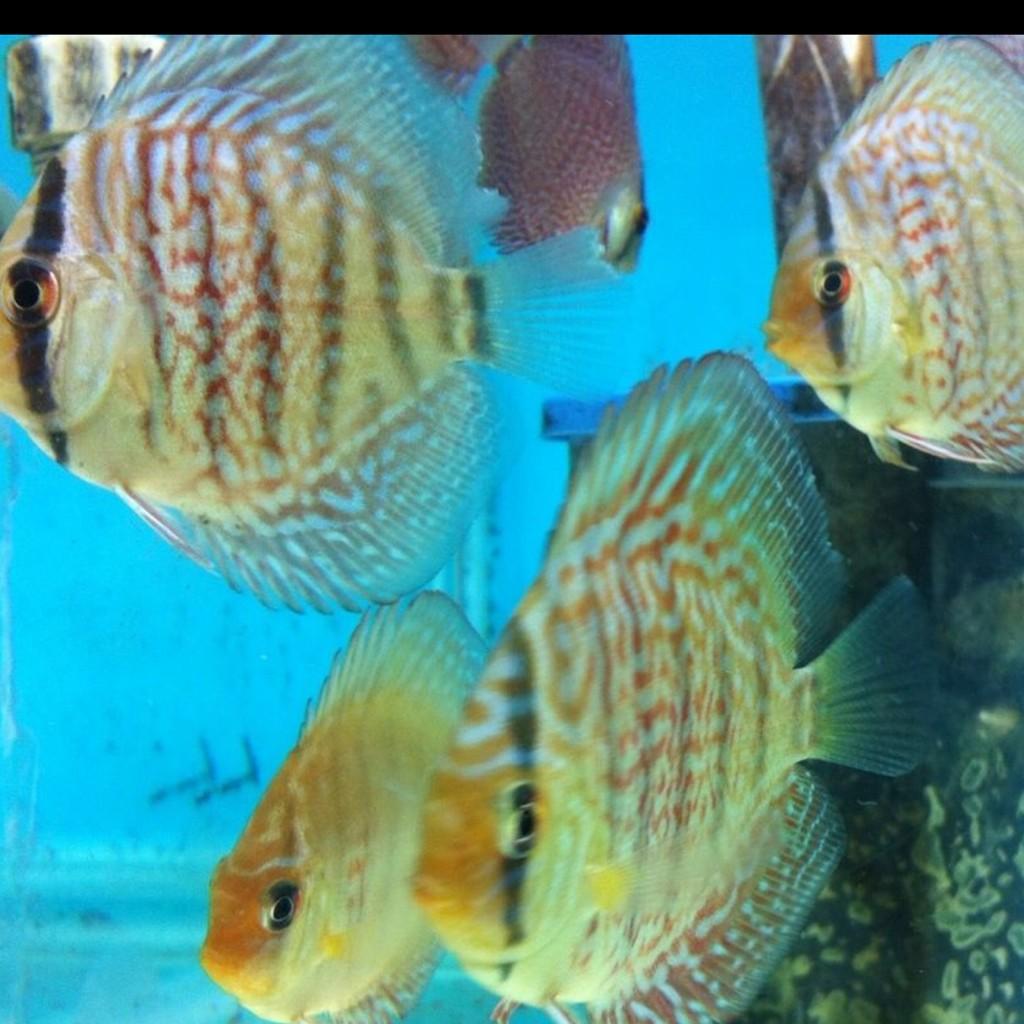 MA_DiscusFish tweet picture