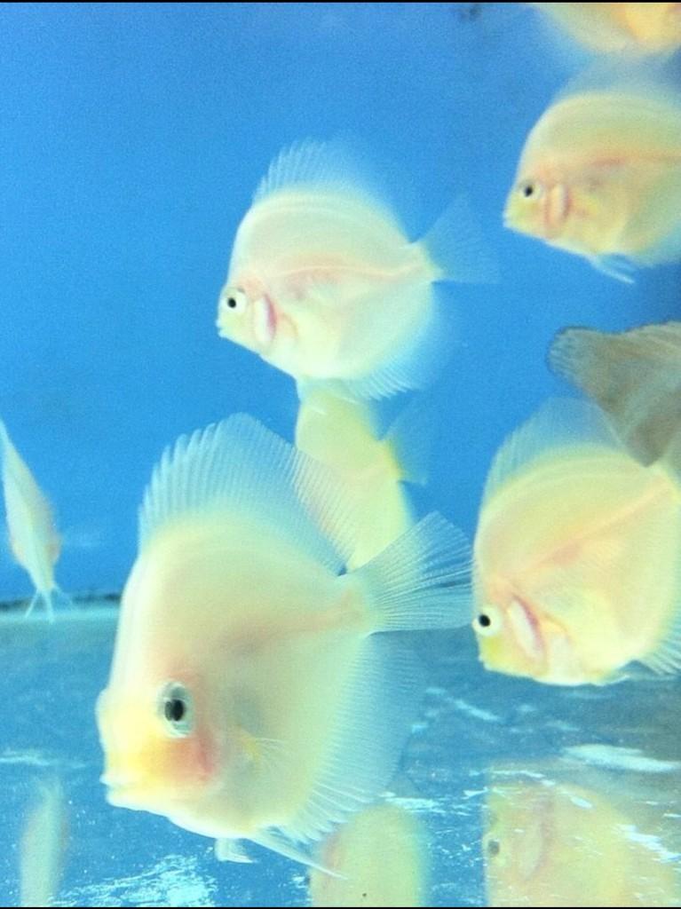 MA_DiscusFish tweet picture