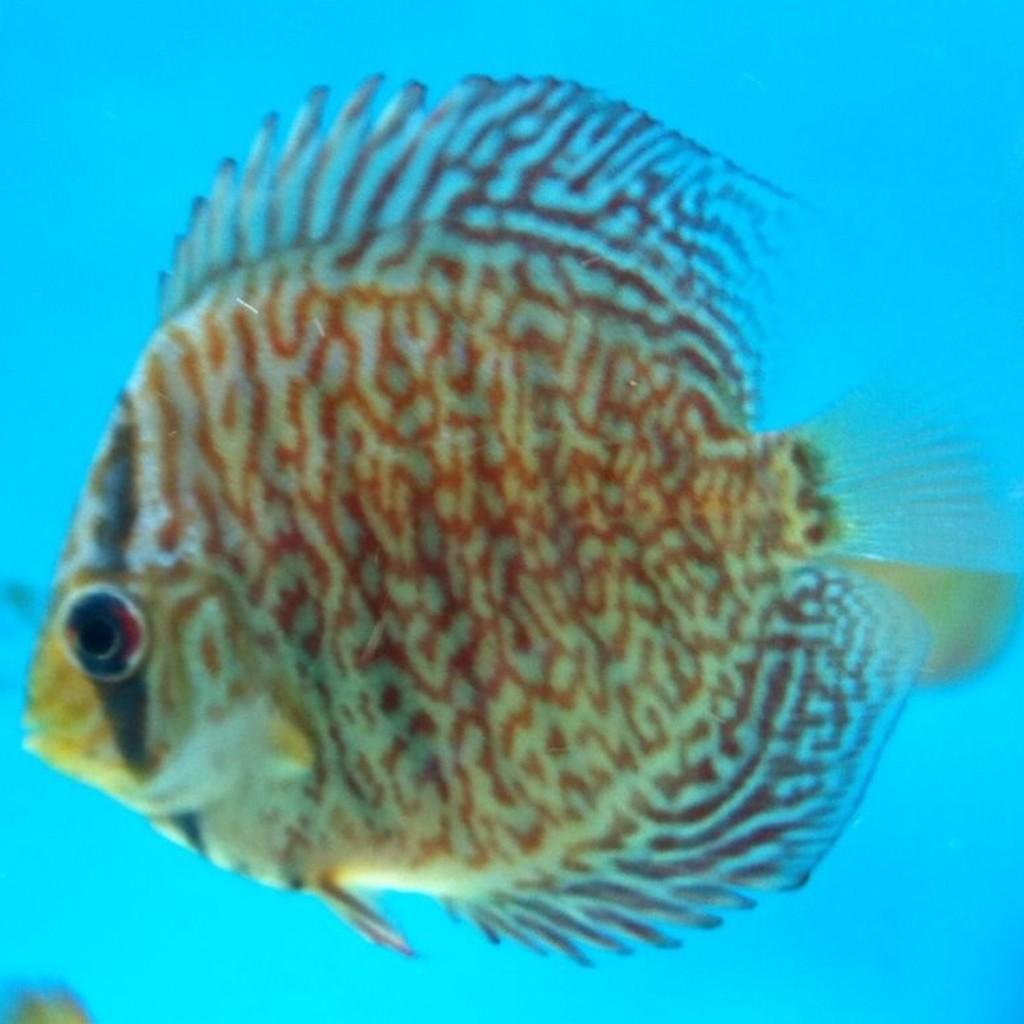 MA_DiscusFish tweet picture