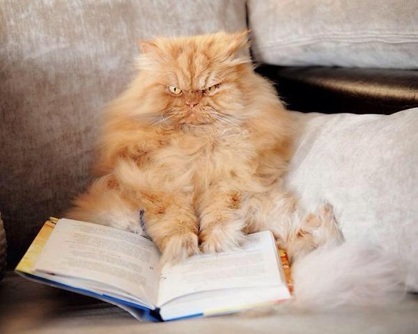 MeetGarfi's tweet photo. GO AWAY HUMAN I'M READING MY BOOK AND I'M AT THE BEST PART! THE PART THAT THE HERO DIES #AngryCat #AngryGarfi #Garfi http://t.co/8eWXL2RiJl