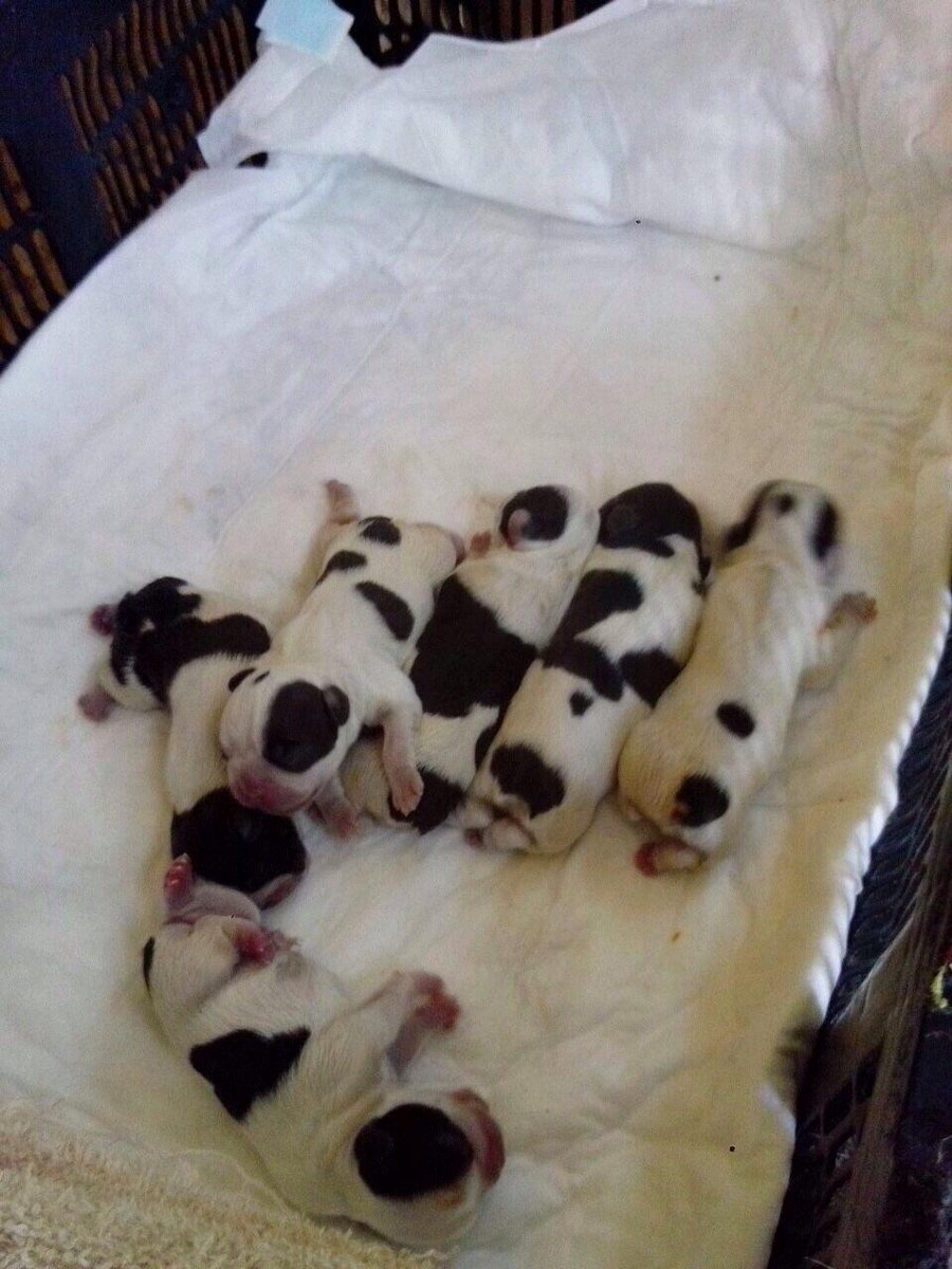 vonkunsfer's tweet photo. Amig@s Canil Von Kunsfer nacieron nuestros cachorros Bulldog Francés! contáctanos en http://t.co/uKW5UwDKWn #frenchie http://t.co/pR3d3uUea8