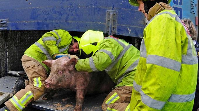 FC Party Pig tweet media