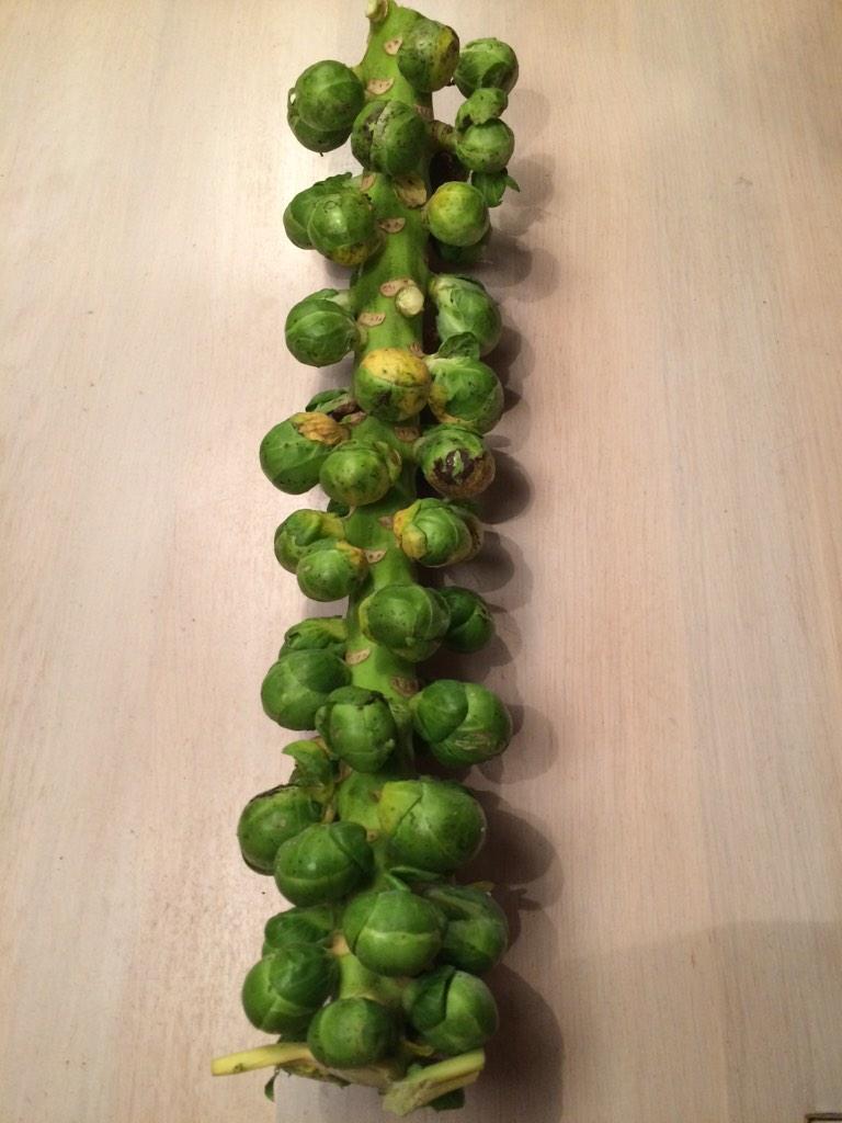 AngeliqueWerff's tweet photo. Groenten uit de @beebox_NL zijn zo vers dat je ze zelf nog moet plukken. Weer wat geleerd vandaag #spruitjes #healthy http://t.co/7TfXnpowF3