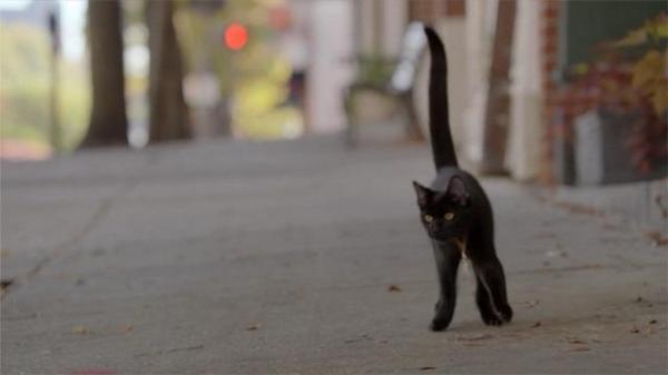 WitchesGportal's tweet photo. We need to see @auntwendythecat again! #RenewWitchesOfEastEnd #SaveWitchesofEastEnd http://t.co/yY9ynUvgvh