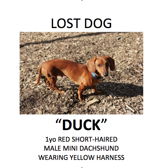 CentralParkNYC's tweet photo. Central Park Conservancy staff are on the lookout to #FindDuck. Please keep an eye out for him. #CentralParkPaws http://t.co/S7PpXtkSzJ