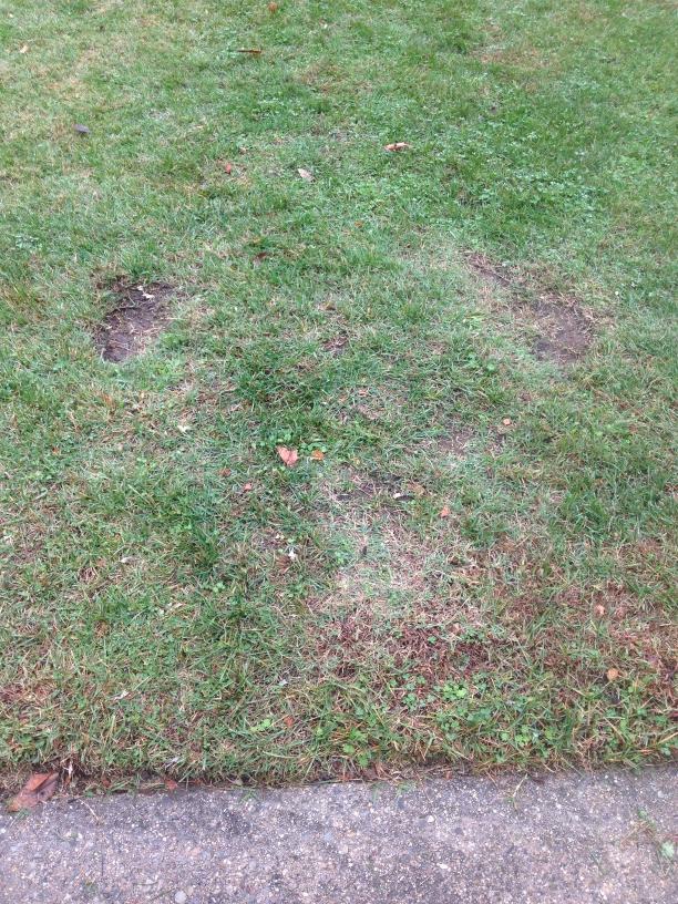 VitoNucci's tweet photo. Tracks of a long snapper!! http://t.co/RYIIIGk5Ik
