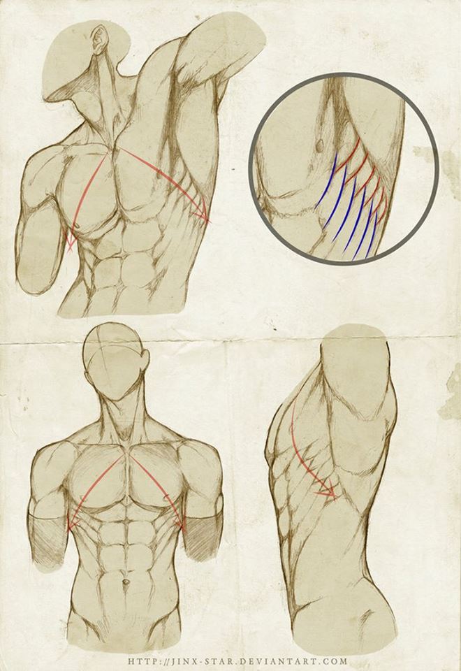 CartoonBlock's tweet photo. Drawing Rib Muscle Detail http://t.co/vekDjZh9q0 http://t.co/oBY0LbKfpX