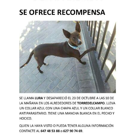 protemalaga's tweet photo. Ayuda!! Se ha perdido!! http://t.co/4wgW3vObvm
