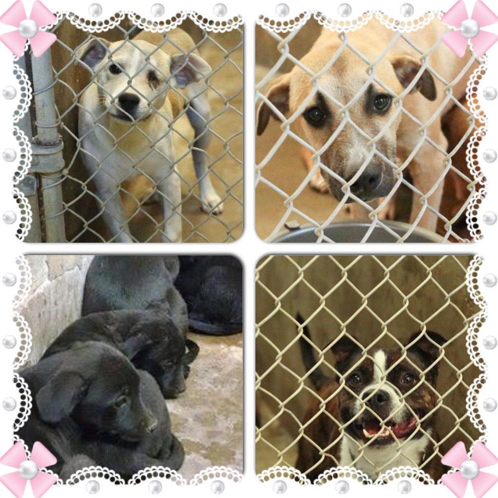 We need a transporter from Ranton to Denver please help this is the only way we can make these dogs safe
