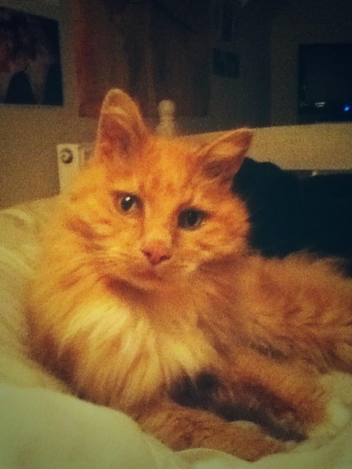 fee_carroll's tweet photo. @LCS_Carroll be jelly. Cos we snugglin'. #snoogums #snuggles #fluffykitty #inmabed #adorbs #fuckunilovesnoogs http://t.co/GM8nlzifUM