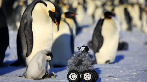 WWFNewZealand's tweet photo. How do you learn about penguin behavior? With an adorable robot of course! Meet penguin-bot: http://t.co/ds2jvp4Inv http://t.co/mX8tEKufJ5