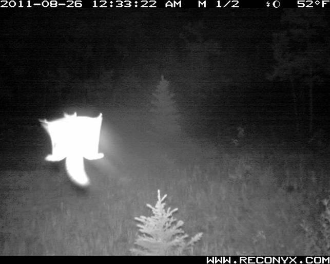 JasonTFisherLab's tweet photo. Glowing flying squirrels make me happy in a way hard to define.  #nature @AltaWolverine @NatureSpyuk #mammalwatching http://t.co/TSYOZ4TzBM