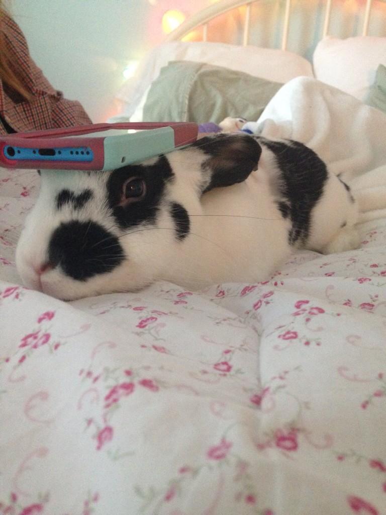 KATGRACE_'s tweet photo. #stuffonmyrabbit 🐰 http://t.co/fpJvpy9V9L