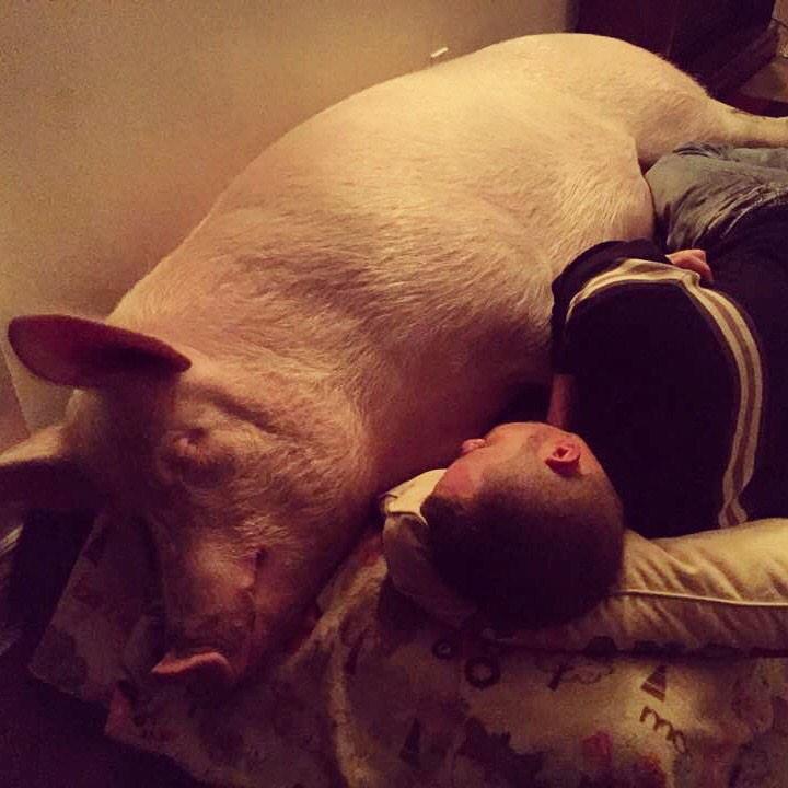 EstherThePig's tweet image. Daddy's little girl.