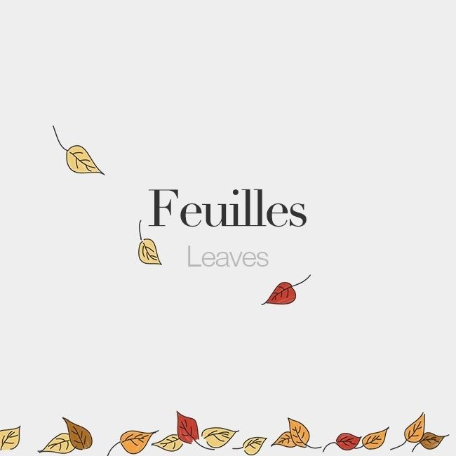 Feuilles (feminine word) | Leaves | /fœj/ #frenchwords