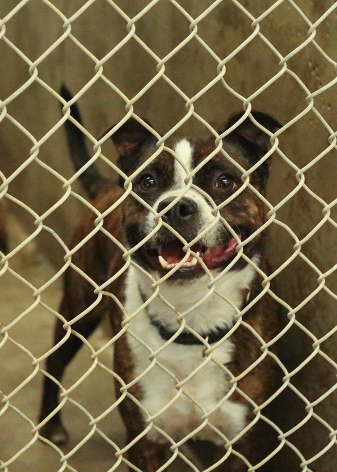 #odessatexas  #midlandtexas if someone can foster this baby please DM! There's only 40 mins!