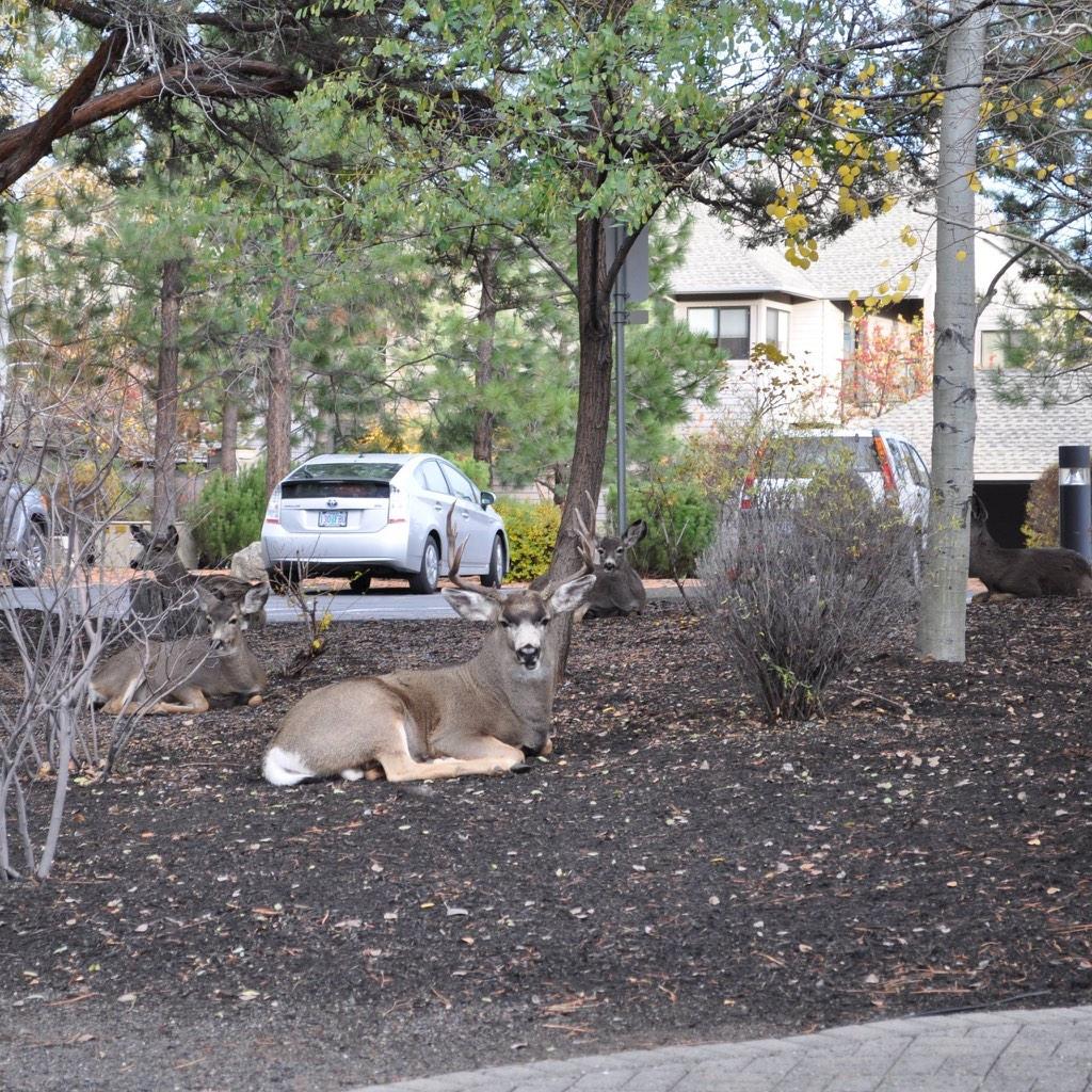 Yesterday's view from guest registration! #inbend #oregonwildlife