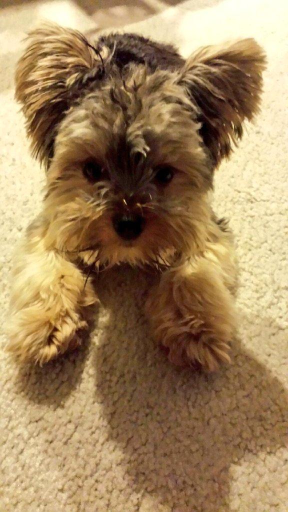 katifa280's tweet photo. Missing this baby extra tonight. #yorkie #finley #puppy #mylife #makesmehappy #bestever #doggy #lovehim http://t.co/tdVjpCaIdB
