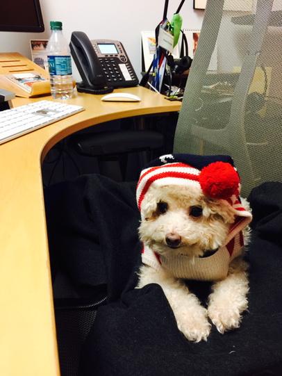 CuteKobeBear's tweet image. I am working in my office #PetAtWork