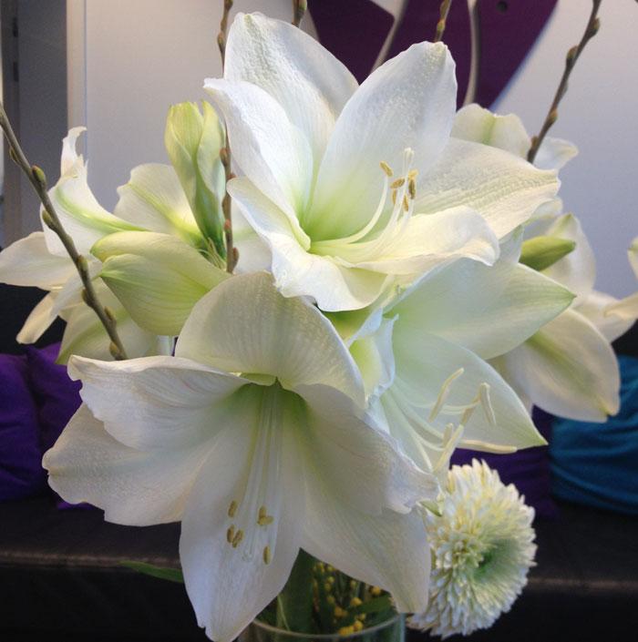 Amaryllis smyger igång julmyset!