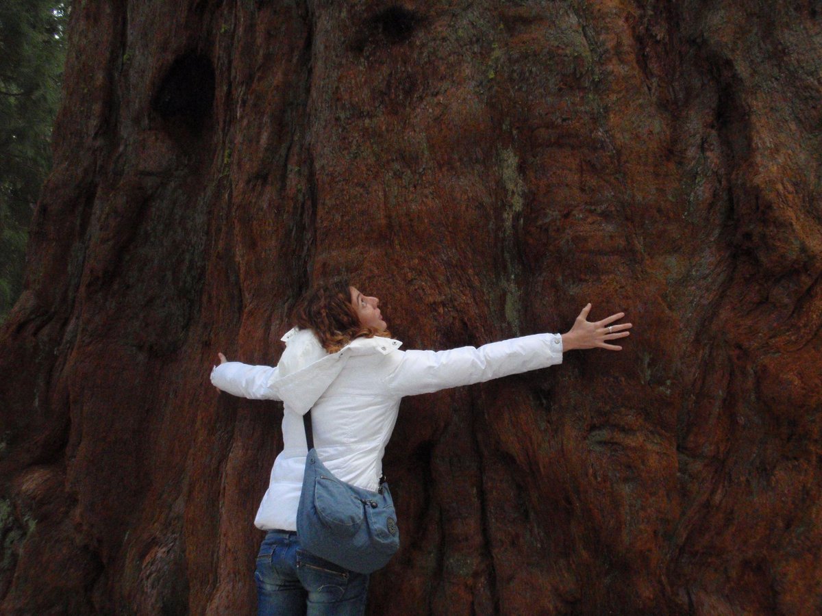 studiorizoma's tweet photo. Oggi è la #festadellalbero, #abbraccialo! Se ci riesci... #generalesherman — presso Sequoia National Park. http://t.co/mKWFIIdhep