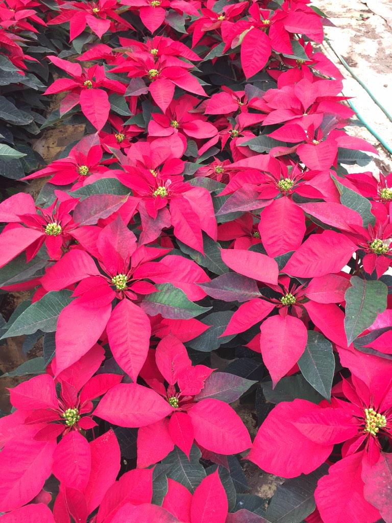 Enlace permanente de imagen incrustada