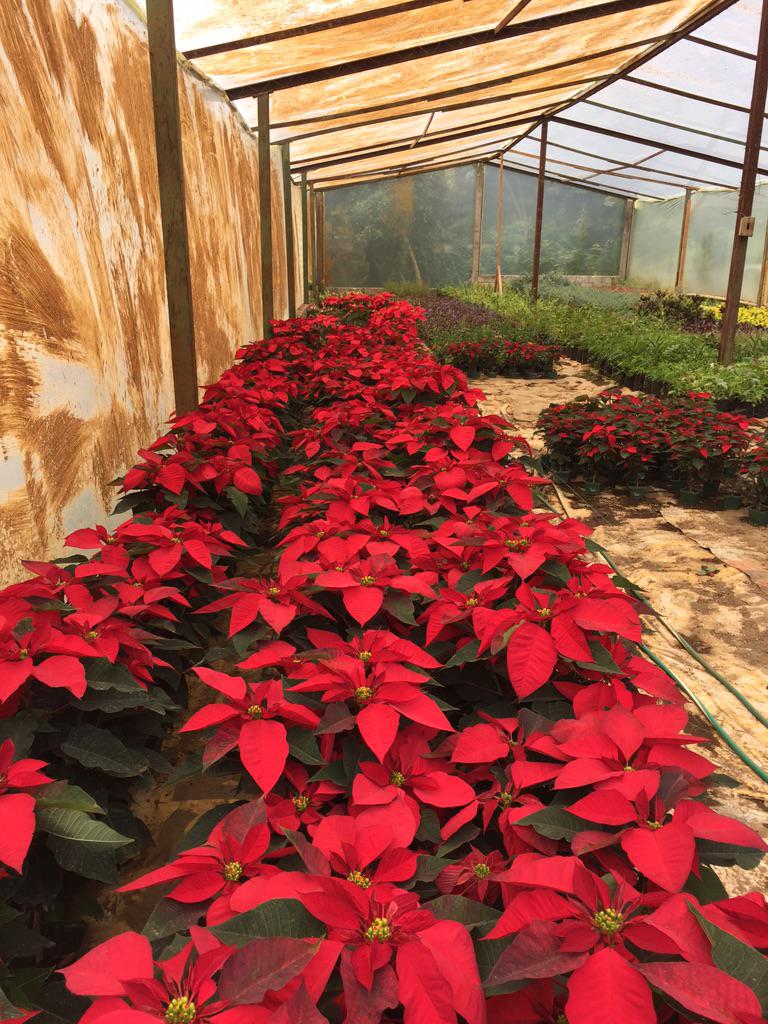 Enlace permanente de imagen incrustada