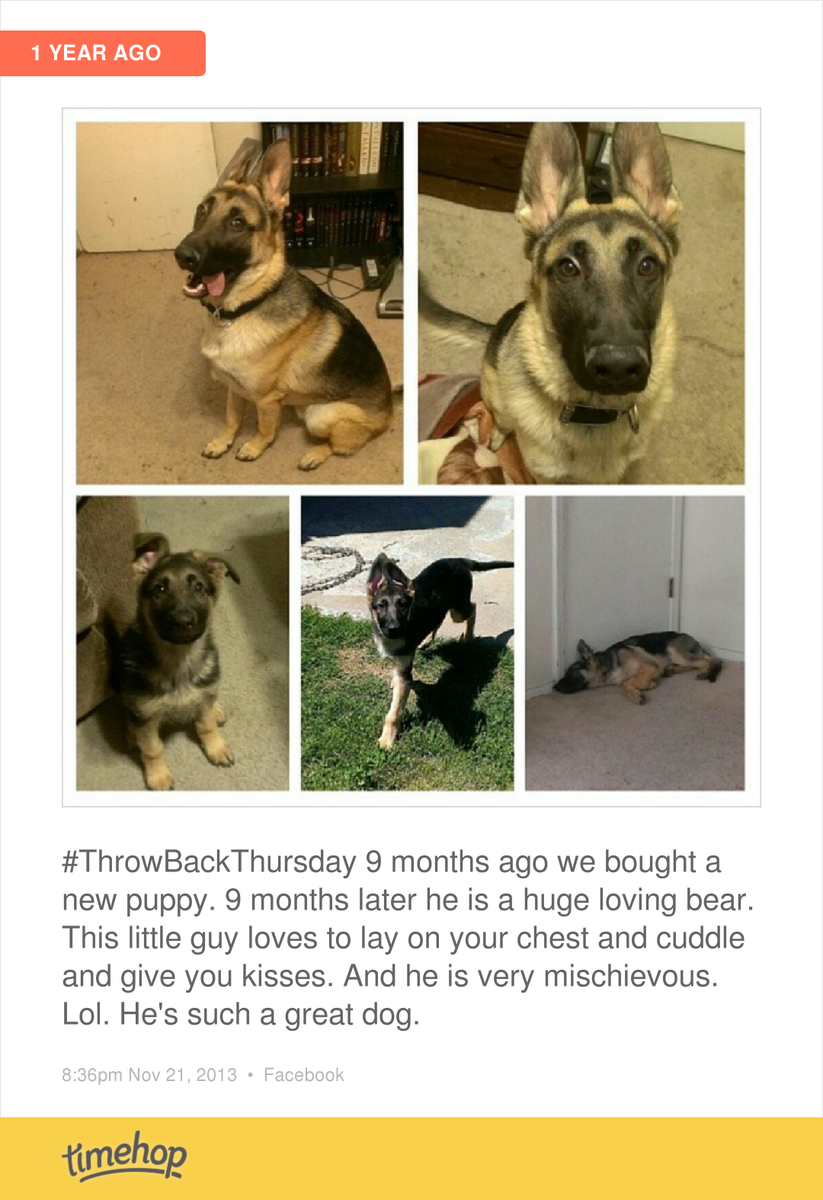 BryBry89's tweet photo. crazy. who knew that a year later i would have two more puppies on top of this guy:) love my puppies. http://t.co/WrnXljKSUn