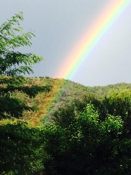 GoldenBreeders's tweet photo. Rain http://t.co/7EAm03jkGq