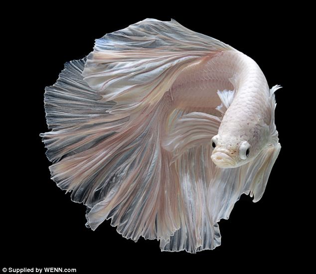 fighter0fish's tweet image. 