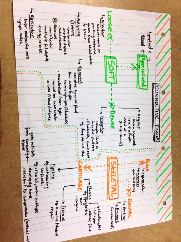 MogLewis's tweet image. From cartilage to dense irregular, there is a connective tissue to suit any occasion #mindmapmagic #TSMkey #TSMLL