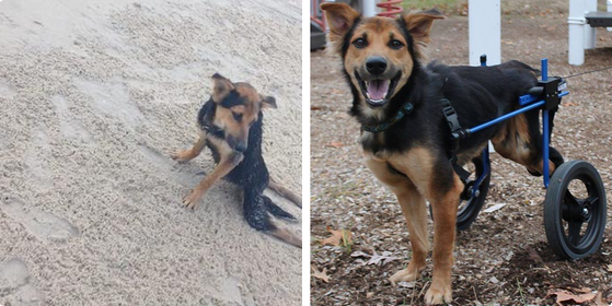 BuzzFeed's tweet photo. The internet helped this woman save a paralyzed stray dog she saw crawling on the beach
http://t.co/wD8EXvqqOO http://t.co/2oRhnQb27l