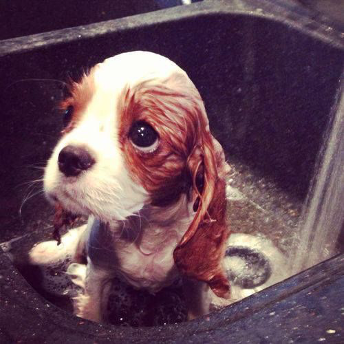 ShopforyourCaus's tweet photo. New click to donate benefitting your favorite #AnimalRescue launches on the site Monday! #ClickforFree #ClickforGood http://t.co/vjzGBJ9C05