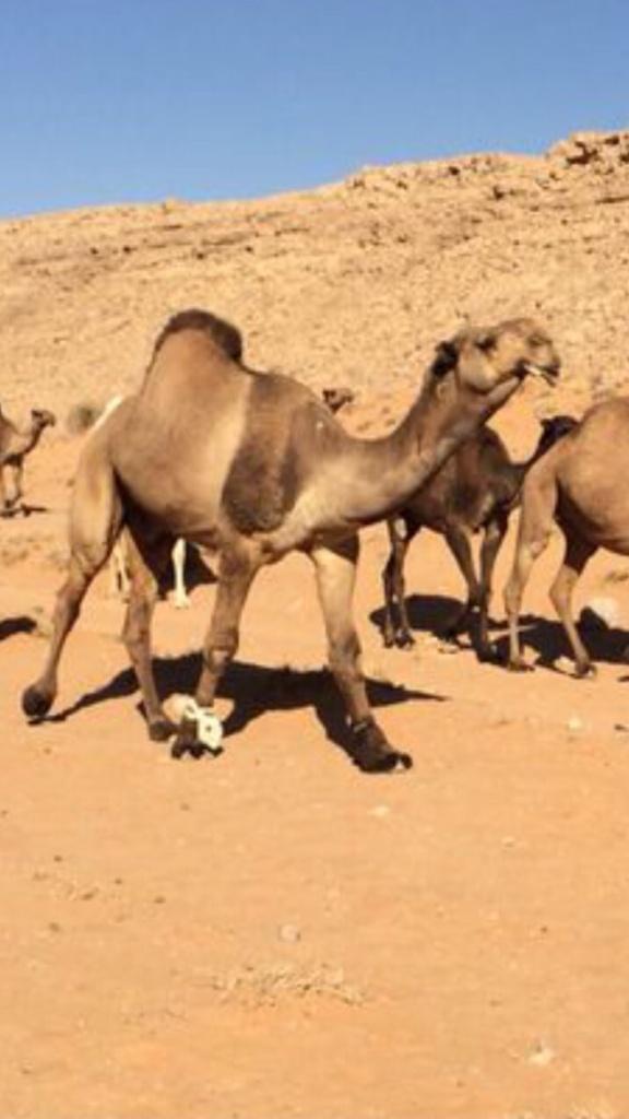 براق .. هيافي
للسيد / بديع بن شالح القرفي