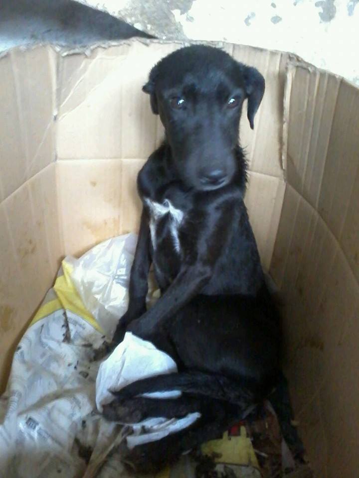 BALU:5 meses,estoy creciendo en la protectora,seré mediano 629322512 protectoradeanimalesdellerena@hotmail.com ESPAÑA