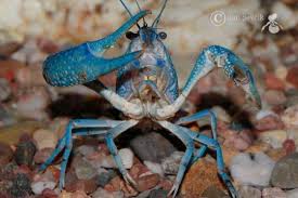 Crustacea123's tweet photo. i'm not always red #imdifferent http://t.co/ShXi9HDtOI